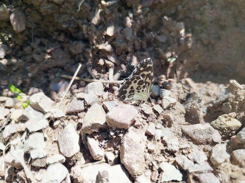 Tibet Marbled Satyr