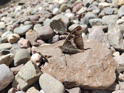 Purple Emperor