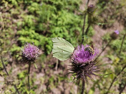 Lesser Brimstone