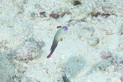 Nemateleotris decora