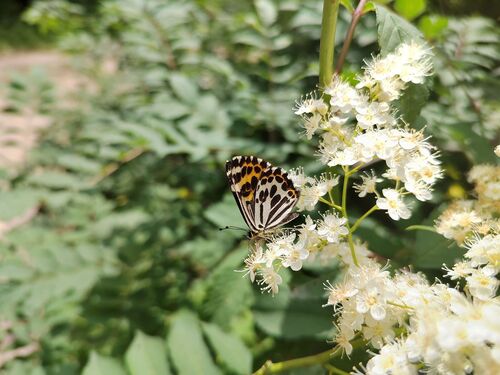 Polycaena princeps