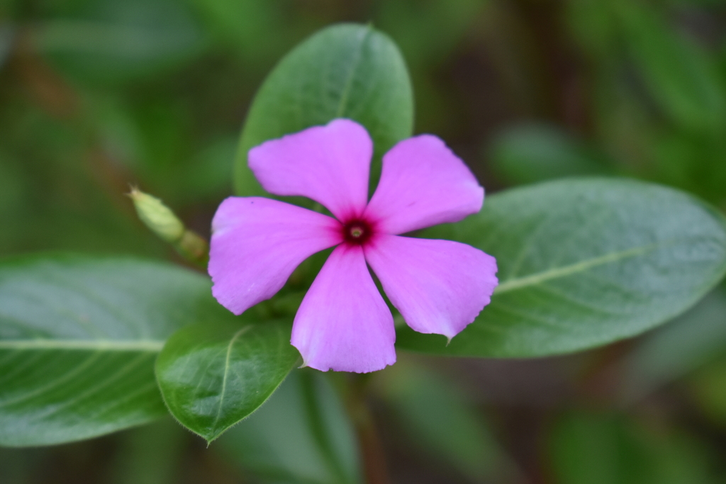 Catharanthus roseus