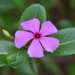 Madagascar Periwinkle - Photo (c) Desita Dyah D A Kusumaningrum, some rights reserved (CC BY-NC), uploaded by Desita Dyah D A Kusumaningrum