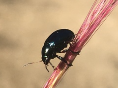 Leptinotarsa haldemani