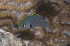 Pacific Gregory photo 4