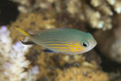 Pycnochromis vanderbilti