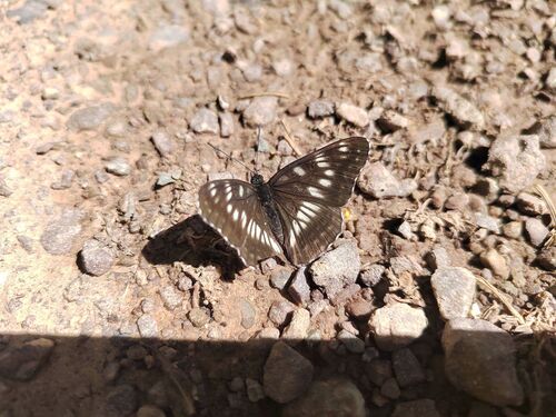 Limenitis cottini