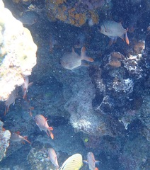 Myripristis violacea