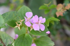 Heterocentron muricatum