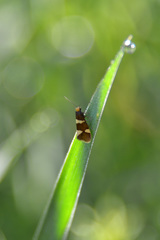 Lampronia capitella