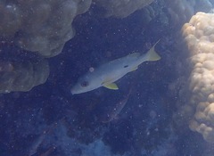 Lutjanus monostigma