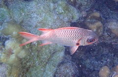Myripristis violacea