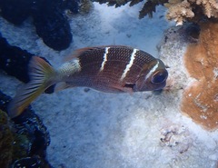 Monotaxis heterodon