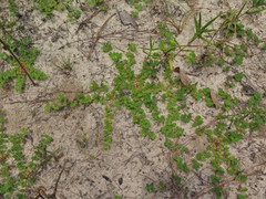 Euphorbia cordifolia