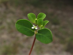 Euphorbia cordifolia