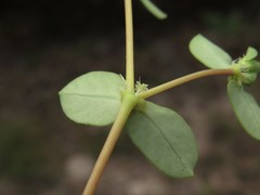Euphorbia cordifolia
