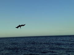 Pelecanus occidentalis
