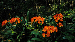 Clivia miniata miniata