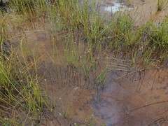 Eleocharis flavescens