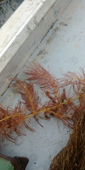 Ceratophyllum demersum