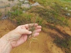 Eleocharis flavescens