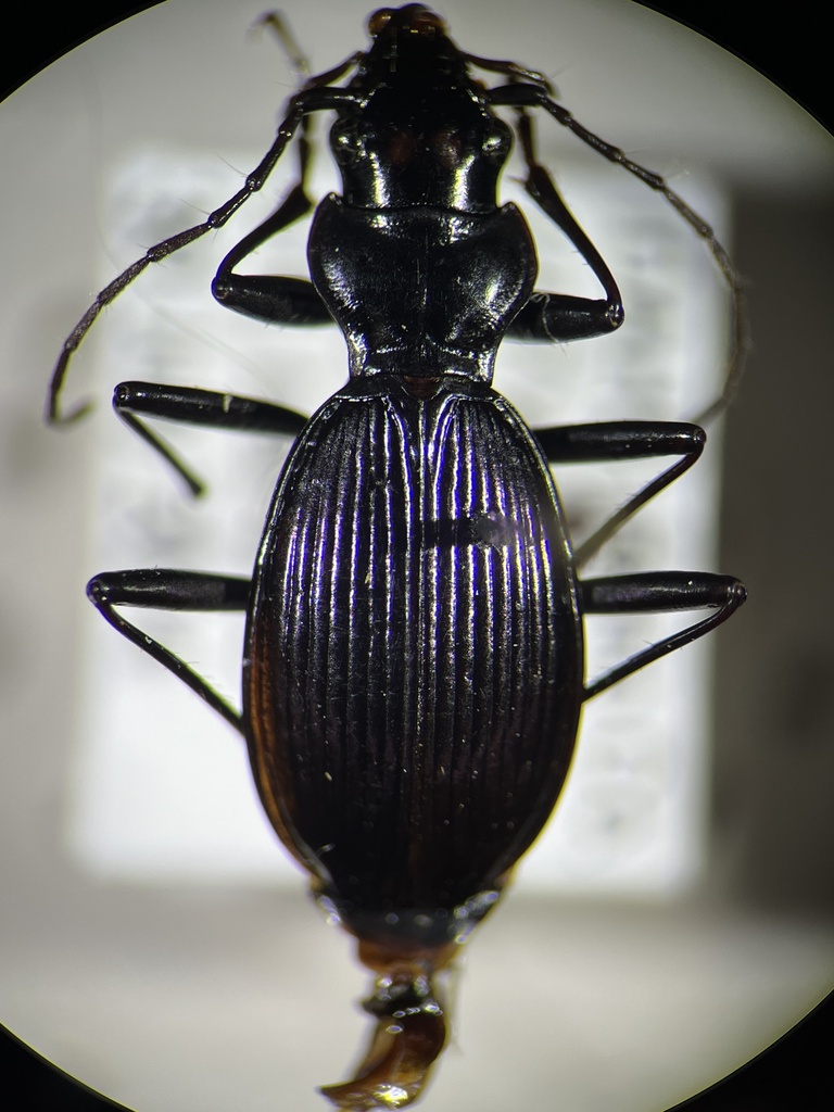 Nebria carri