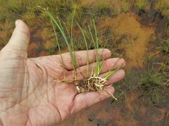 Eleocharis flavescens