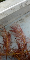 Ceratophyllum demersum