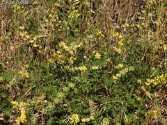 Lupinus luteolus
