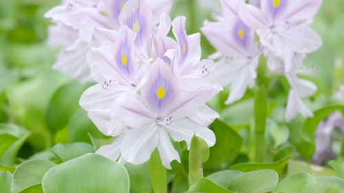Pontederia crassipes
