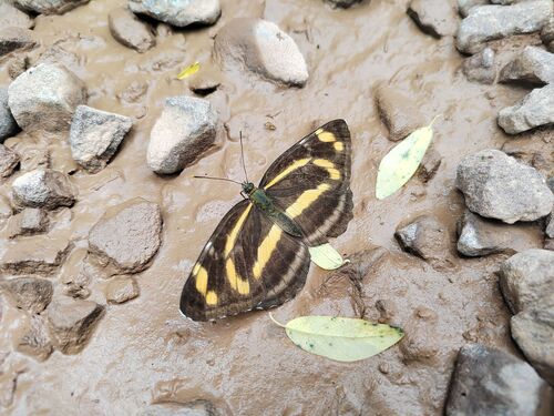 Neptis themis