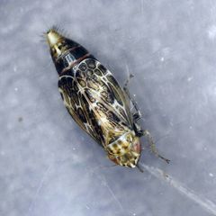 Errastunus ocellaris