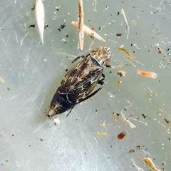 Errastunus ocellaris