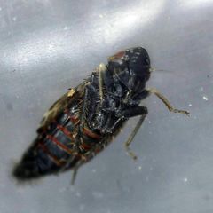 Errastunus ocellaris