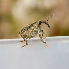 Parethelcus pollinarius