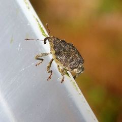 Parethelcus pollinarius