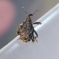 Parethelcus pollinarius