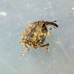 Parethelcus pollinarius