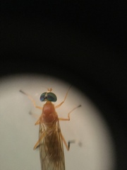 Ptecticus testaceus