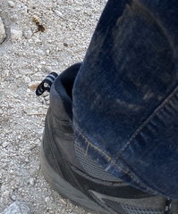 Polistes comanchus navajoe