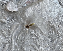 Polistes comanchus navajoe