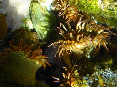 Bunodosoma californica