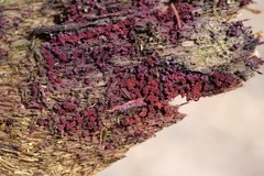 Cribraria purpurea