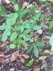 Cnidoscolus stimulosus