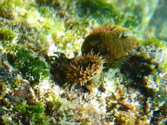 Bunodosoma californica