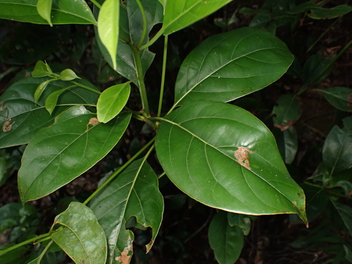 Cinnamomum parthenoxylon observed 2025-08-08