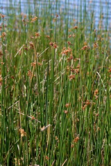 Schoenoplectus scirpoides