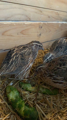 Coturnix