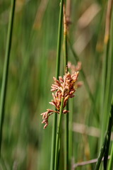 Schoenoplectus scirpoides