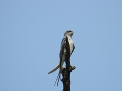 Hemiprocne coronata